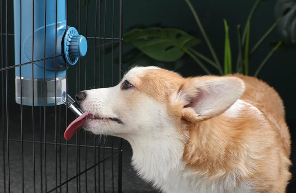 Top 3+ Dog Crate Water Bottle