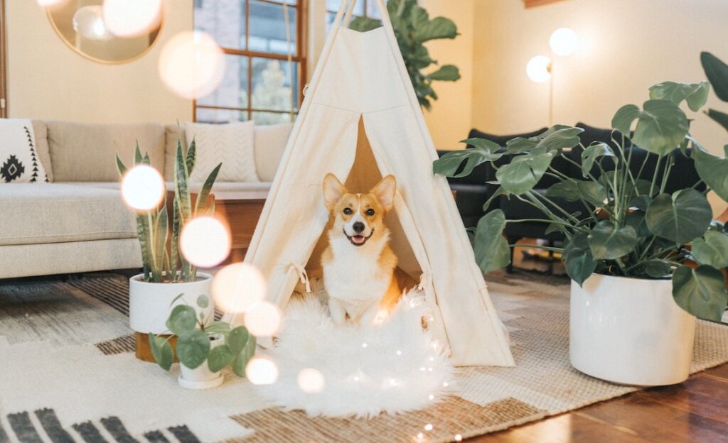 Best Quality Modern Dog Tent Bed