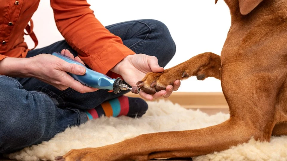 The 5 Best Electric Dog Nail Grinder Toys