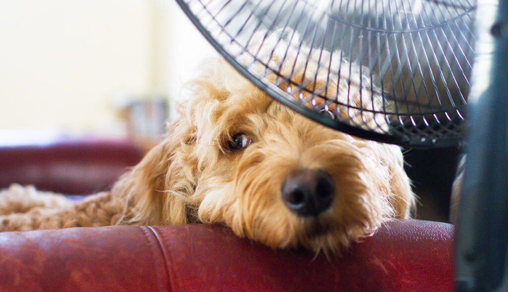 Tips for Keeping your Dog Safe During Hot Weather