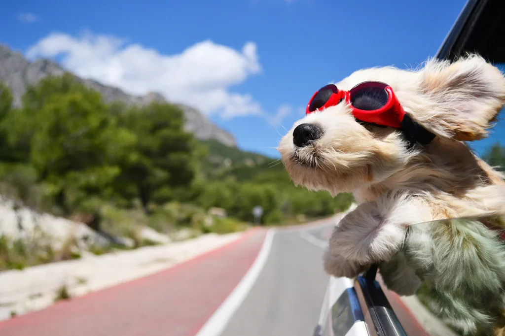 TIPS FOR Traveling with Dog