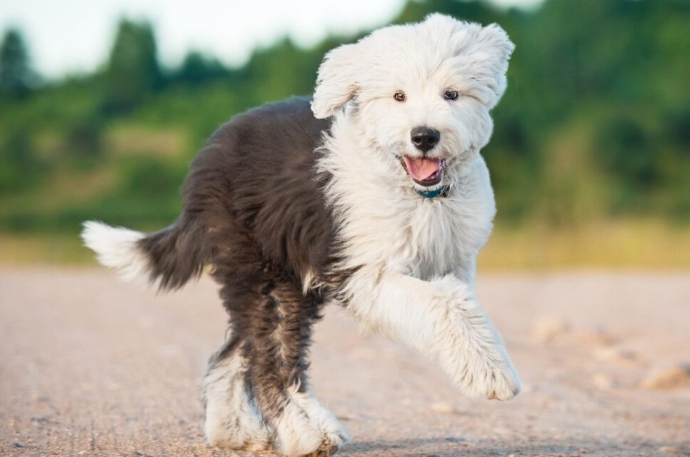 Best Dog Food for Sheepadoodle Breed [ Buying Guide]